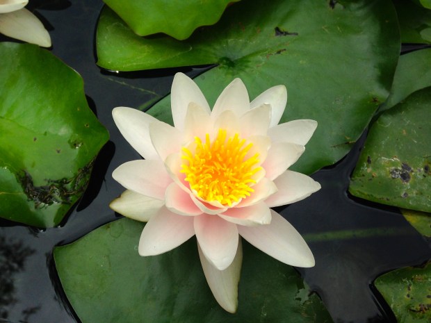 Water Lily at the Los Angeles Arboretum in Arcadia